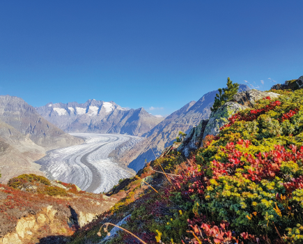 The Aletsch Glacier, the largest in the Alps - Inghams