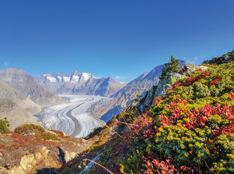 The Aletsch Glacier, the largest in the Alps - Inghams