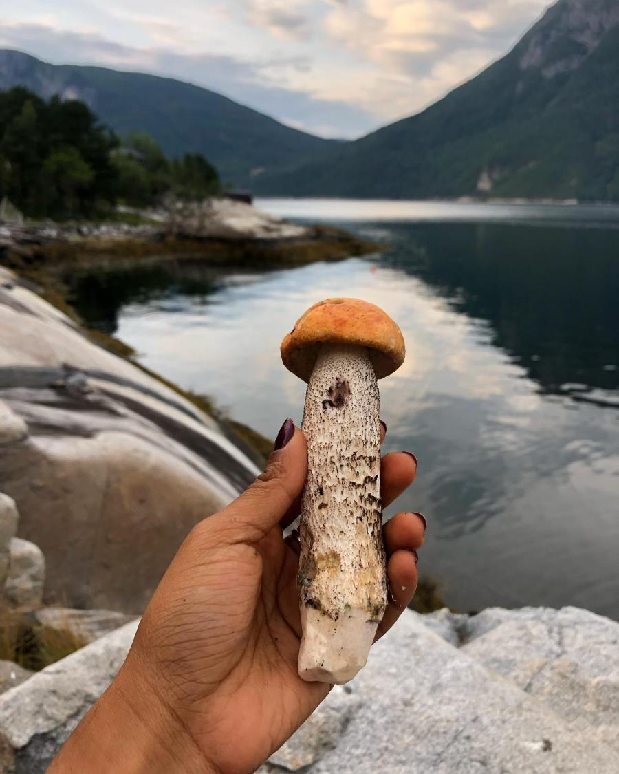 ethical foraging - A brown birch bolete foraged while camping in Norway. Credit: Maymana Arefin @ Fungi Futures