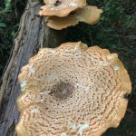 Dryad's saddle - Credit Maymana Arefin