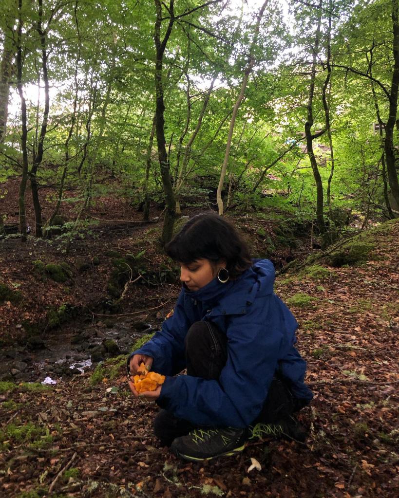 Maymana ethical foraging for golden chanterelles