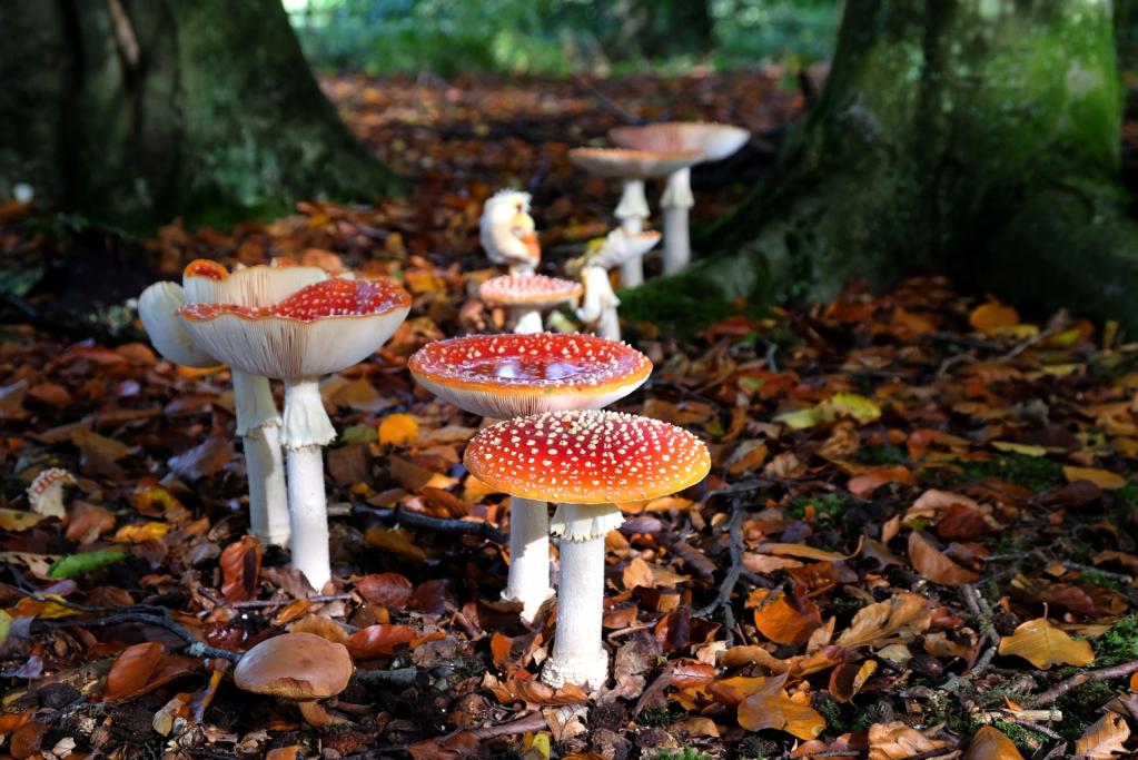 While Fly agaric is poisonous reports of human deaths are rare. Credit: Shutterstock