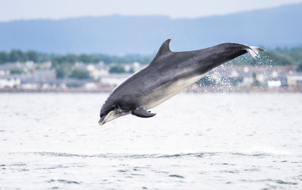 Dolphin-watching near Inverness