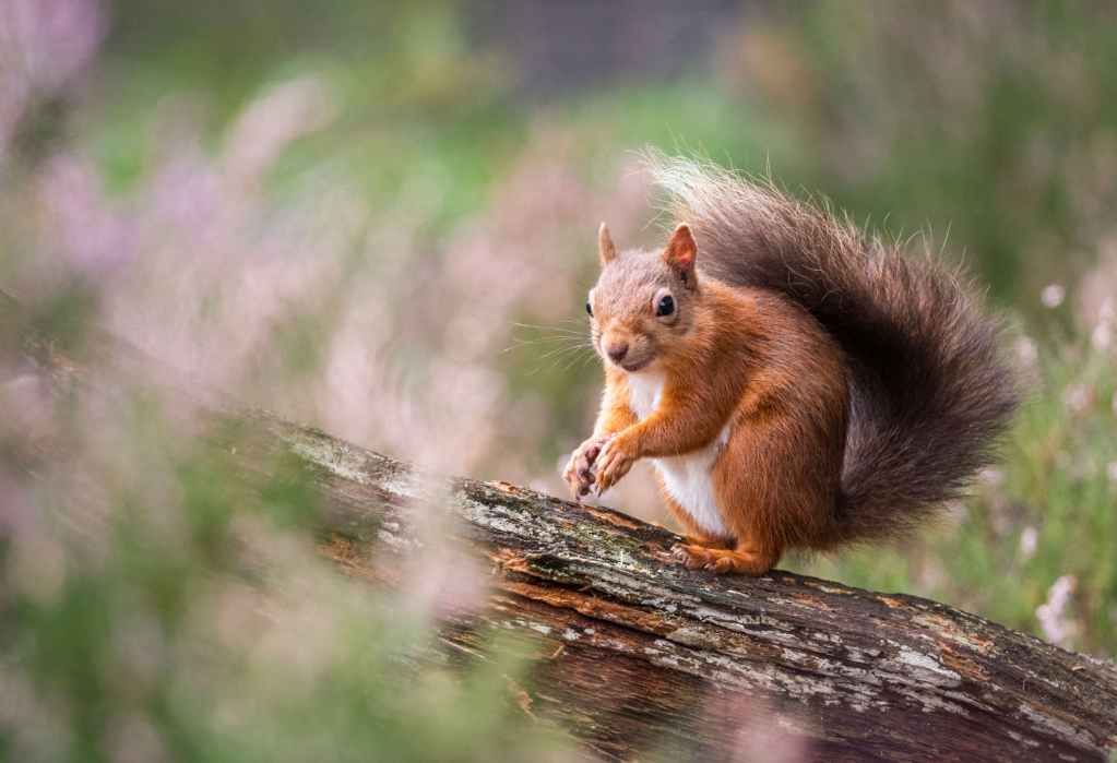 Red squirrels are commonly spotted in and around Inverness