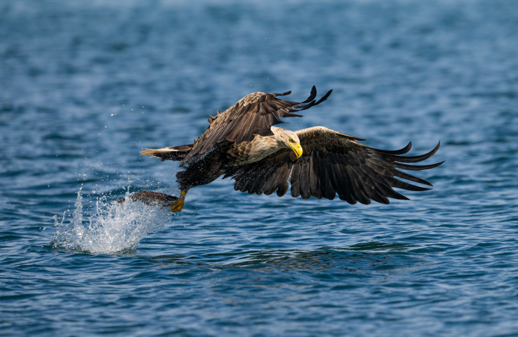 Portree eagle