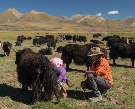 Mary-Ann learns the art of milking a yak from her host Sonam Shudruh in Damxung county, Tibet. Credit: Cloud Wang