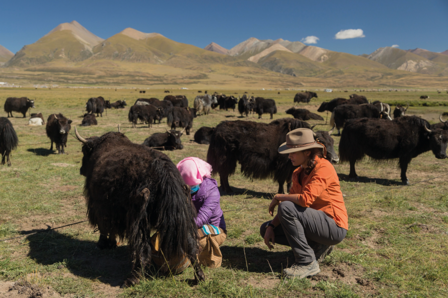 Mary-Ann learns the art of milking a yak from her host Sonam Shudruh in Damxung county, Tibet. Credit: Cloud Wang