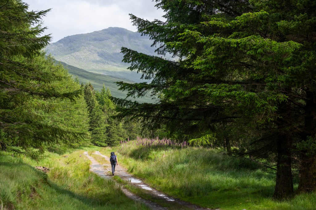 Following the forestry track from Folach Gate. Credit: James Roddie